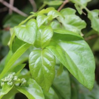 Glossocarya scandens (L.f.) Trimen